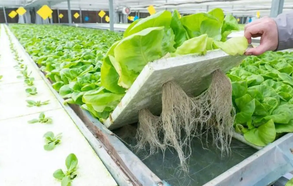 宁都：探索设施蔬菜上山 建设生态农业