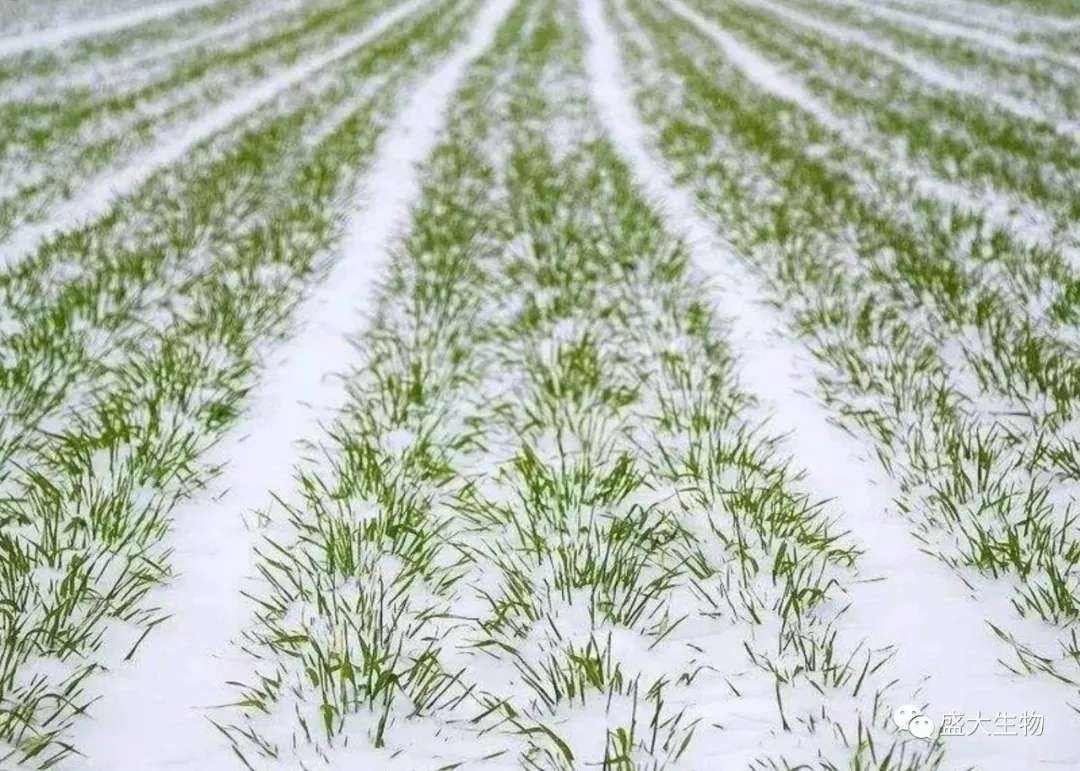 如何科学灌溉冬小麦