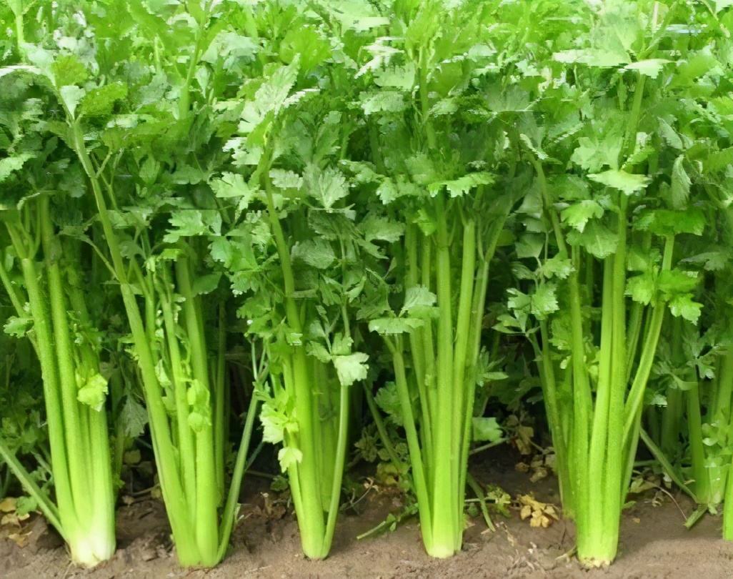 芹菜种植技术和管理方法