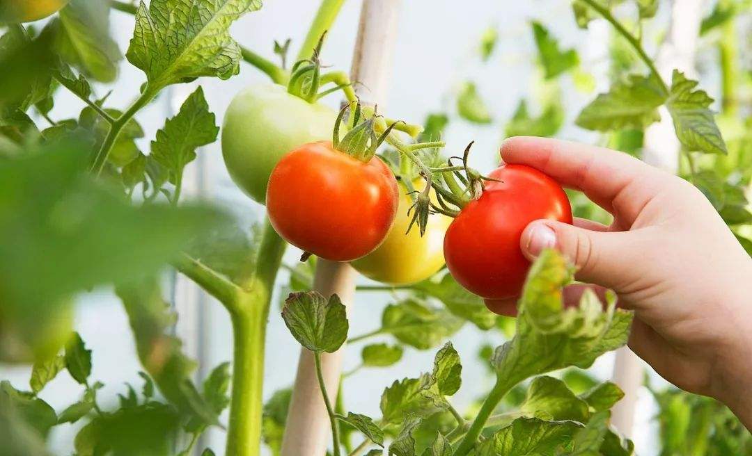番茄智能温室大棚的高产施肥技巧