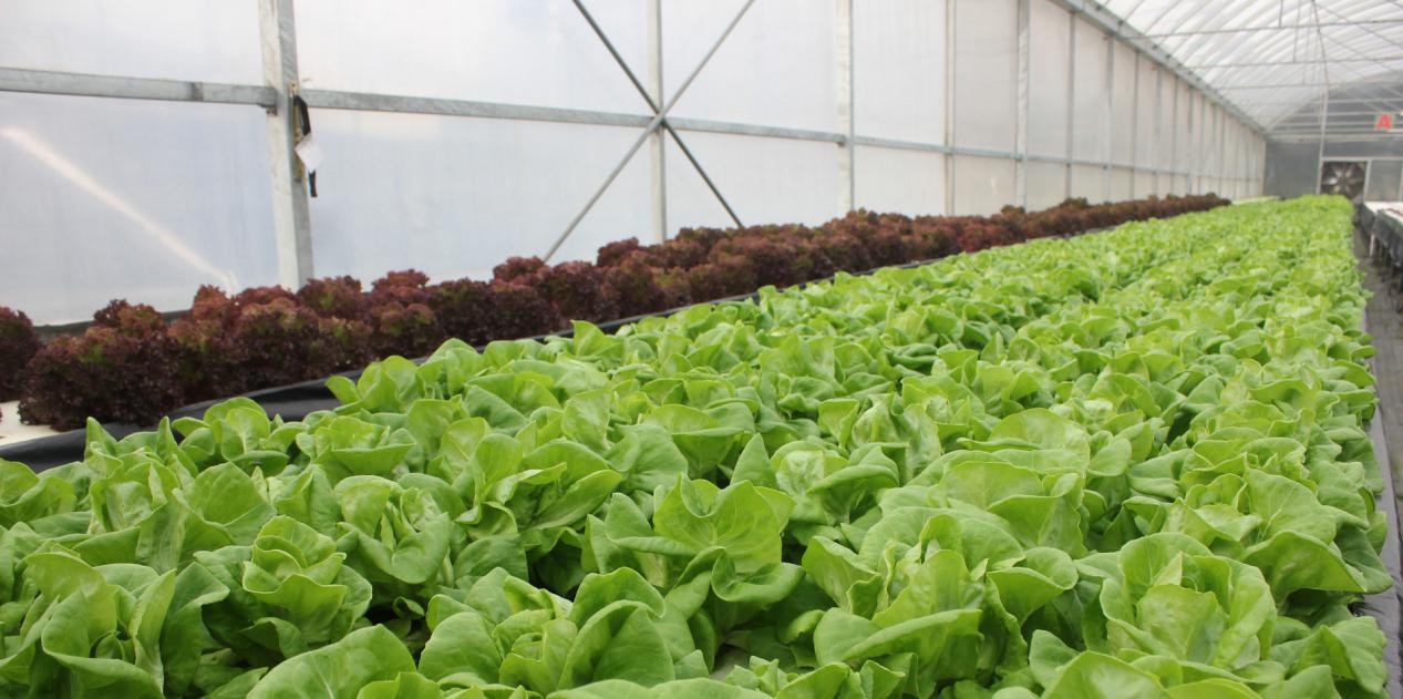 蔬菜大棚变身“田野工厂”——安康市汉滨区推动设施蔬菜全产业链发展