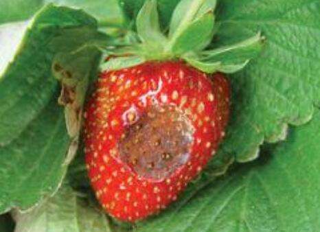 草莓炭疽病症状图