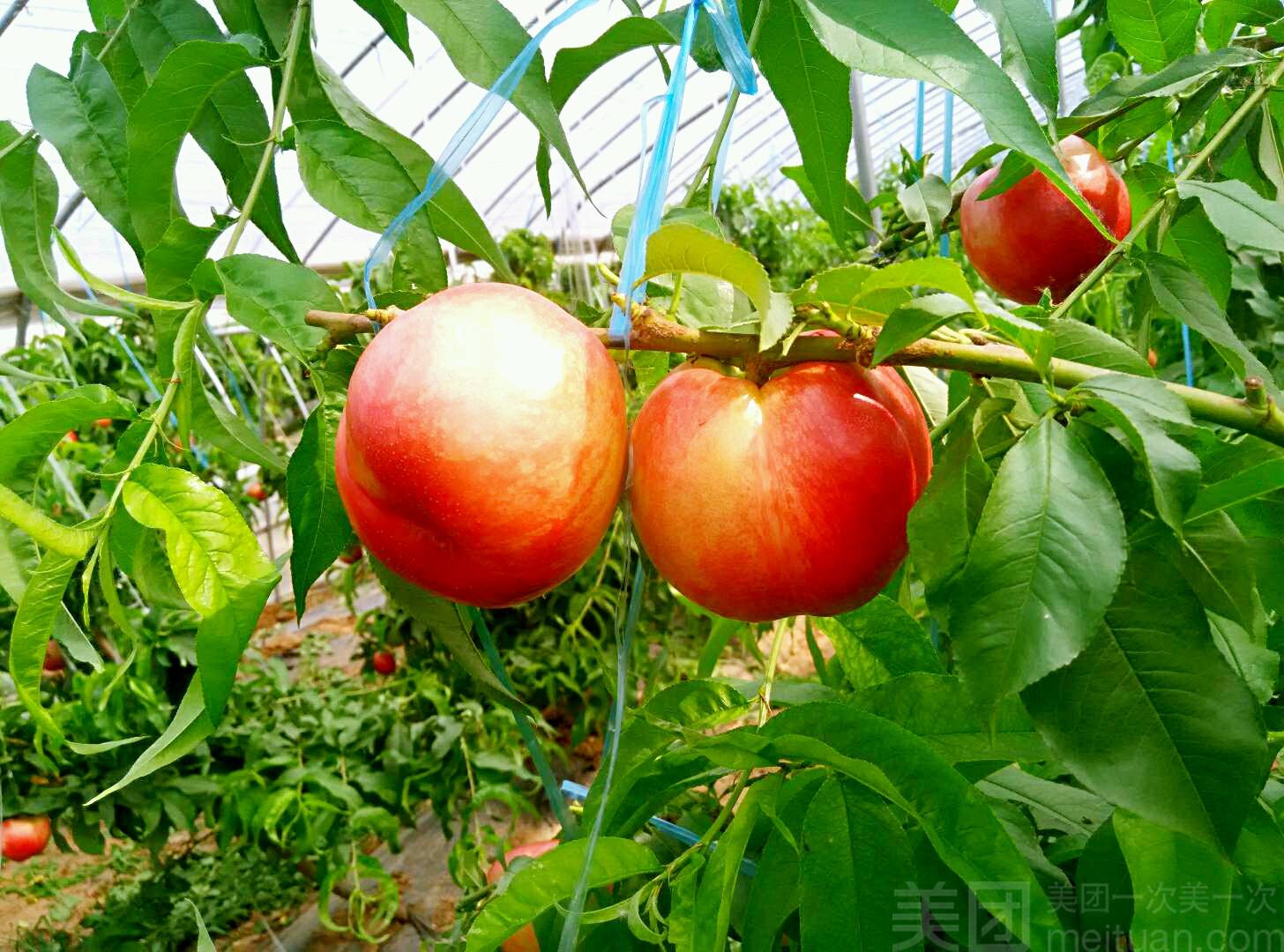 桂林平乐县推动生态农业发展 水果成网红产品