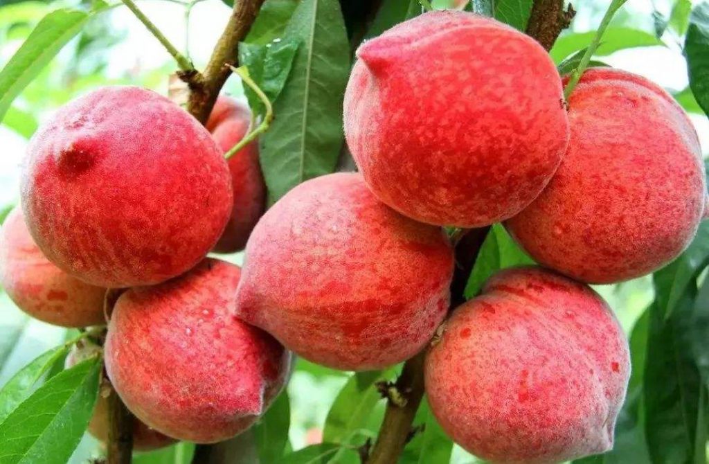 温室大棚早熟桃的栽培技术