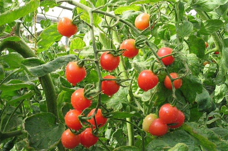 温室大棚西红柿的授粉方法
