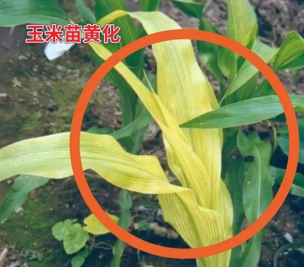 玉米苗发黄的补救方法