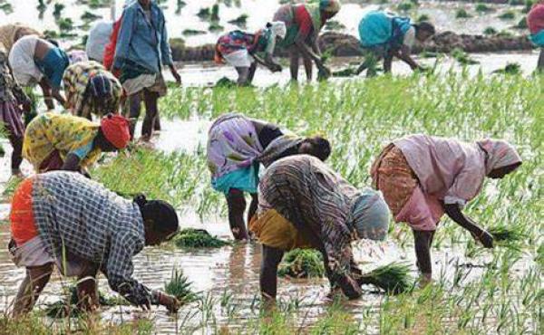 斯里兰卡“有机农业”梦断：拒绝化肥农药，饥荒接踵而至