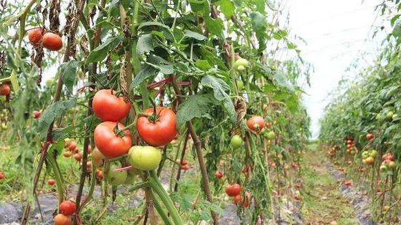 番茄肥害一般有外伤性肥害和内伤性肥害两种方式