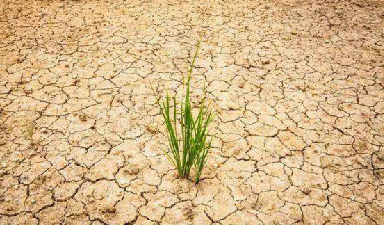 干旱天气对农业大田的危害