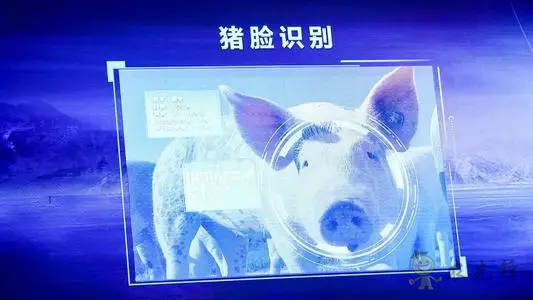 华为养猪带来的效应，AI+视觉技术正推进智慧农业