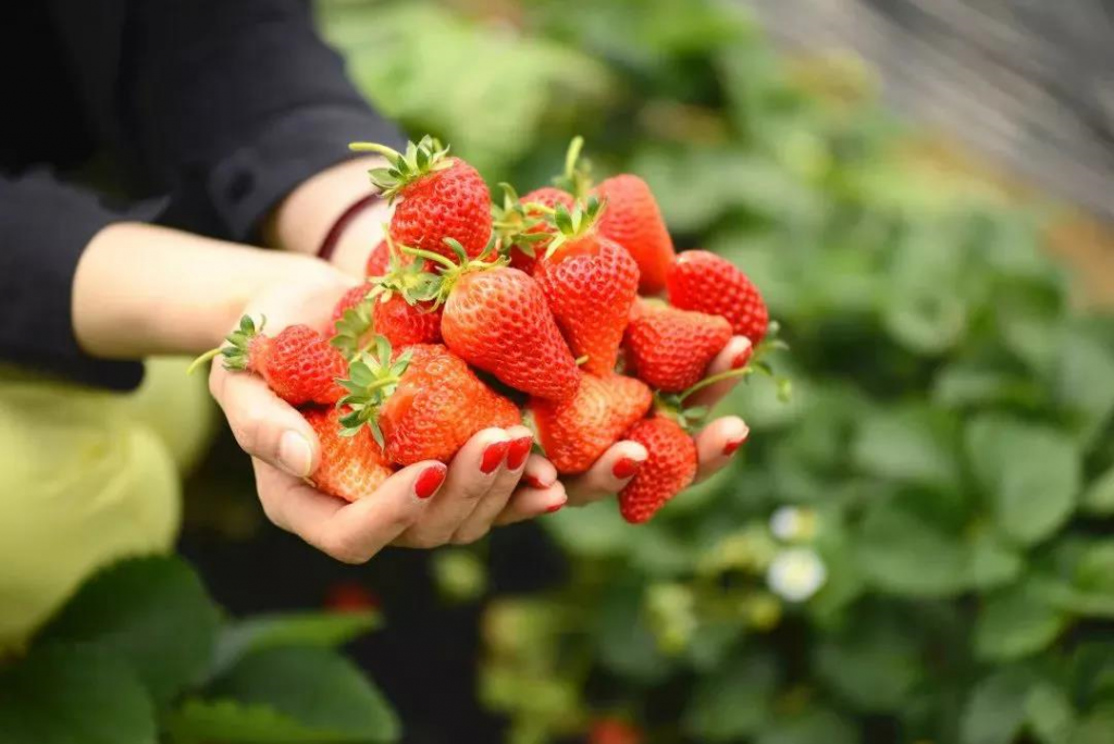 大棚草莓不开花的原因及解决方法讲解