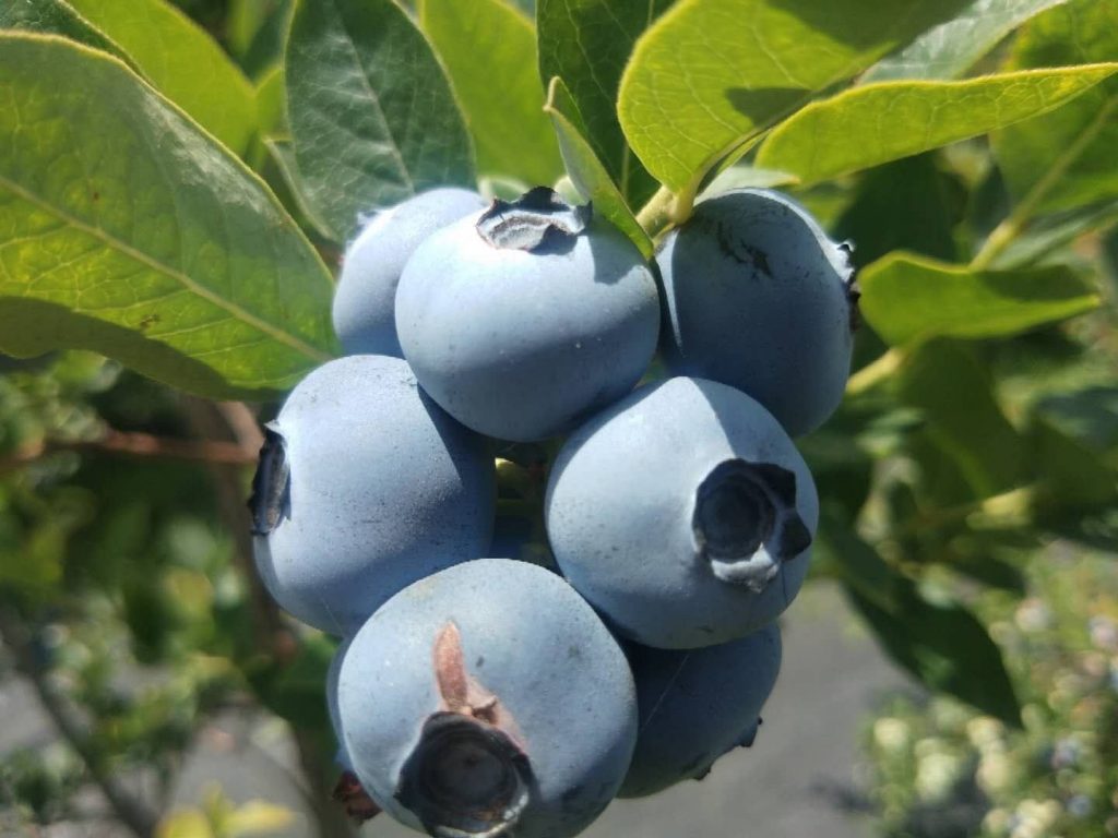 蓝莓种几年能结果