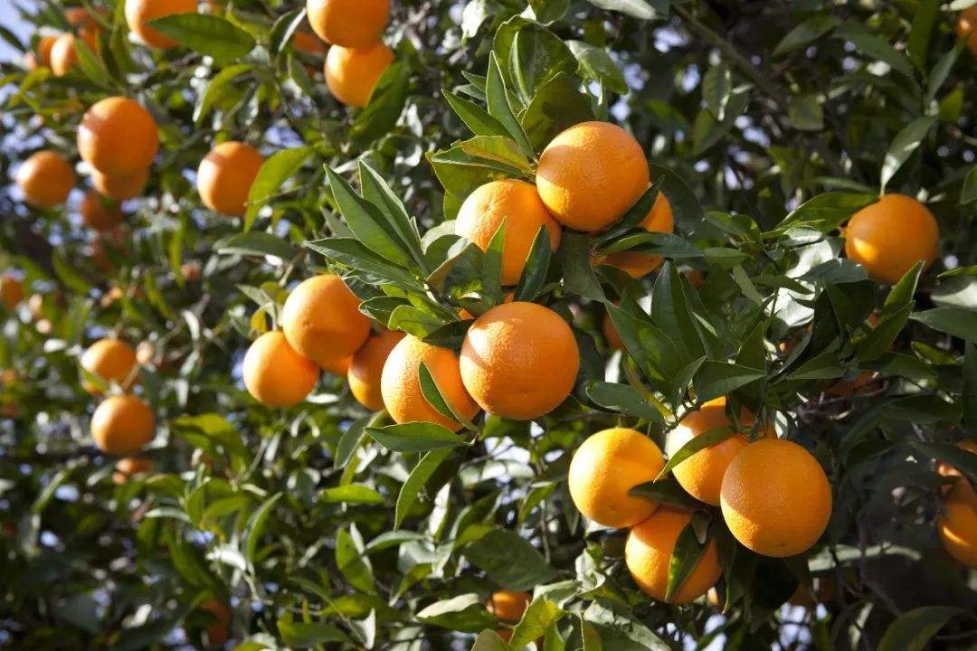 春季结果橙的水肥管理要点