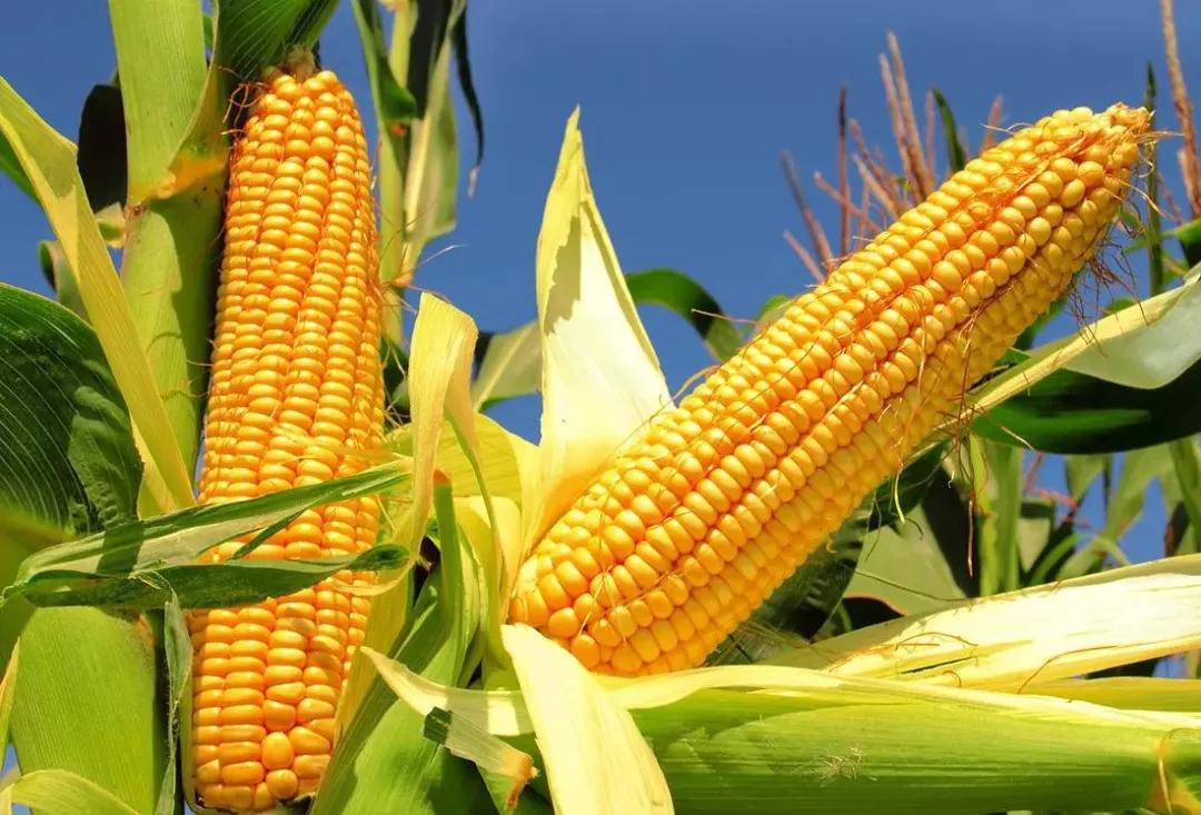 春玉米高产的妙招-科学使用钾肥