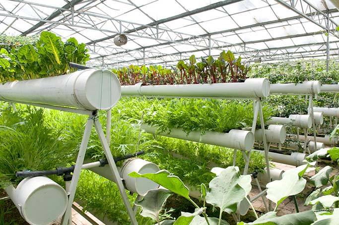 蔬菜设施栽培如何调控环境