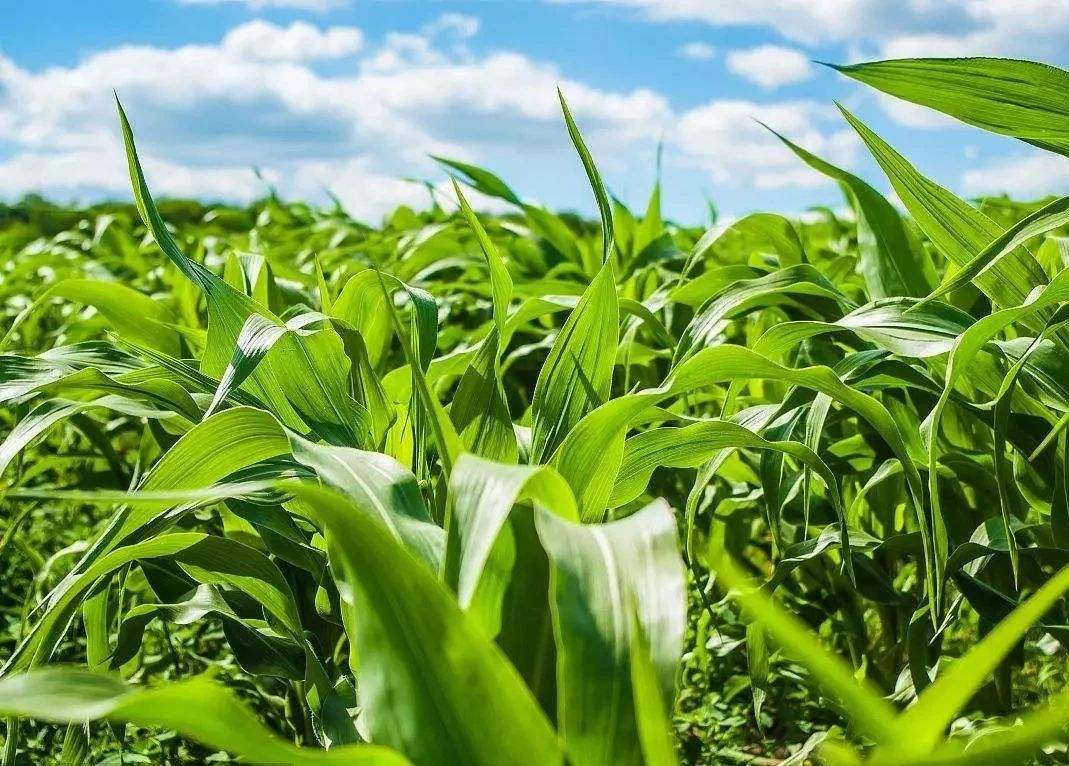 河北举办玉米肥水管理“田间日”活动