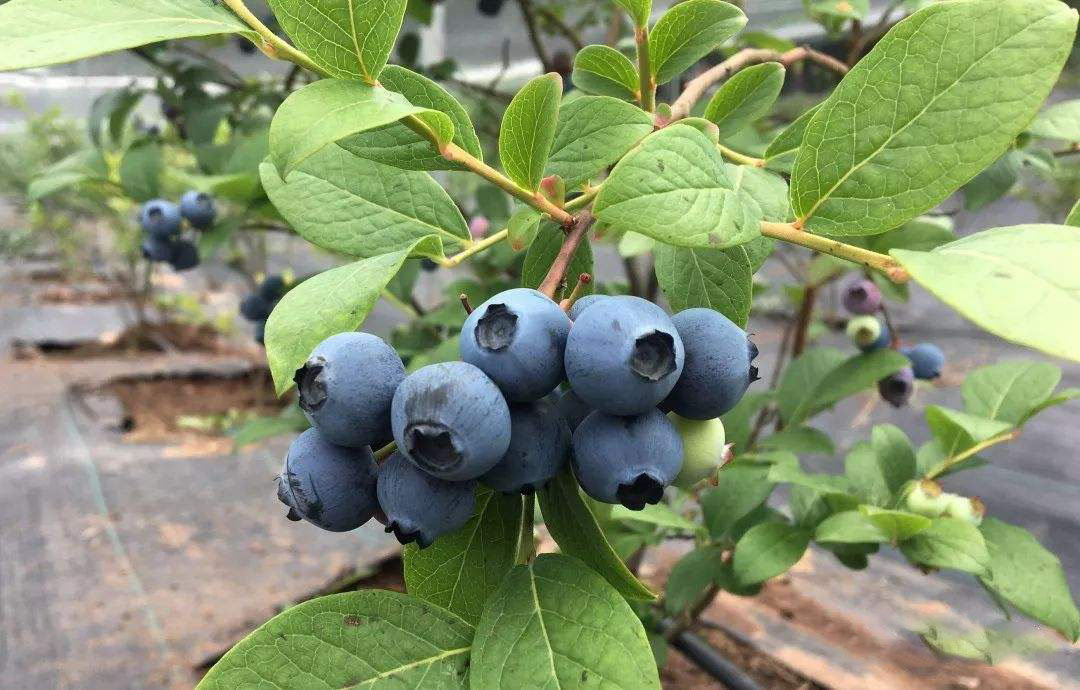 砚山黑鱼洞村：数字蓝莓更鲜甜