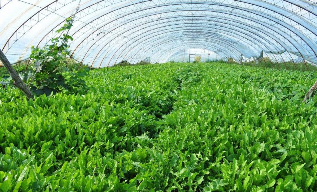 冬春季大棚蔬菜的施肥创新技术