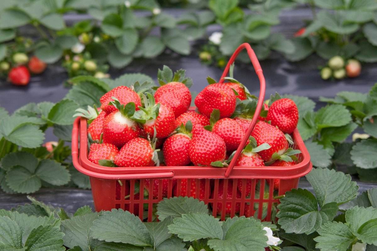 异常天气下大棚草莓的应对方法