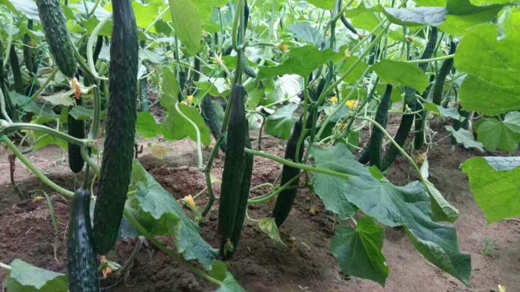 大棚黄瓜种植注意什么
