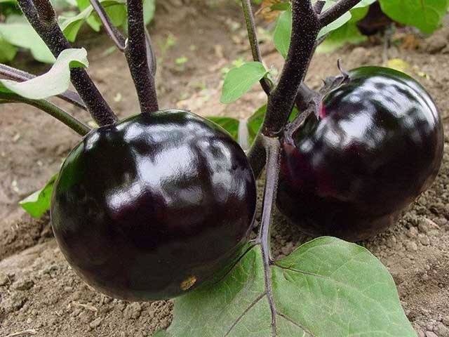 茄子种植