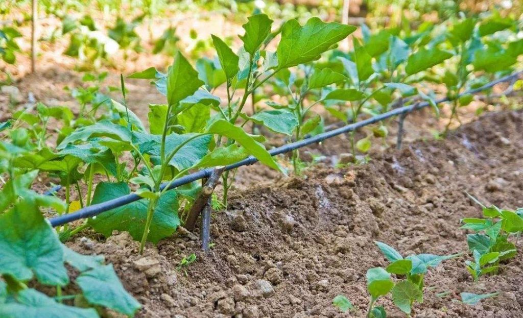 水肥一体化：农业可持续发展的必由之路