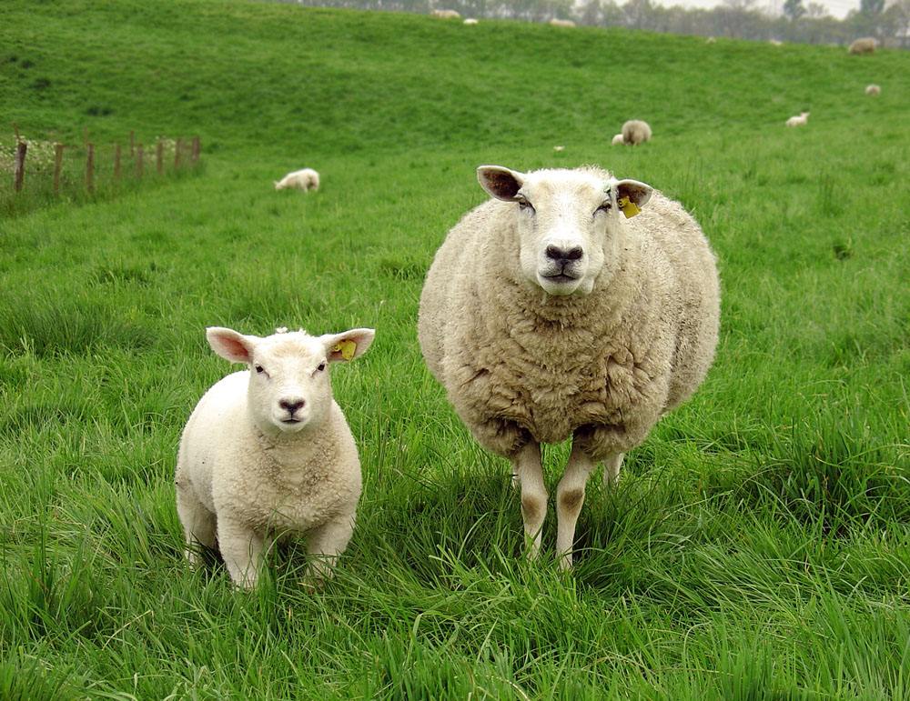 肉羊育种，企业挑起了大梁