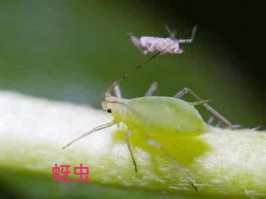 玉米蚜虫
