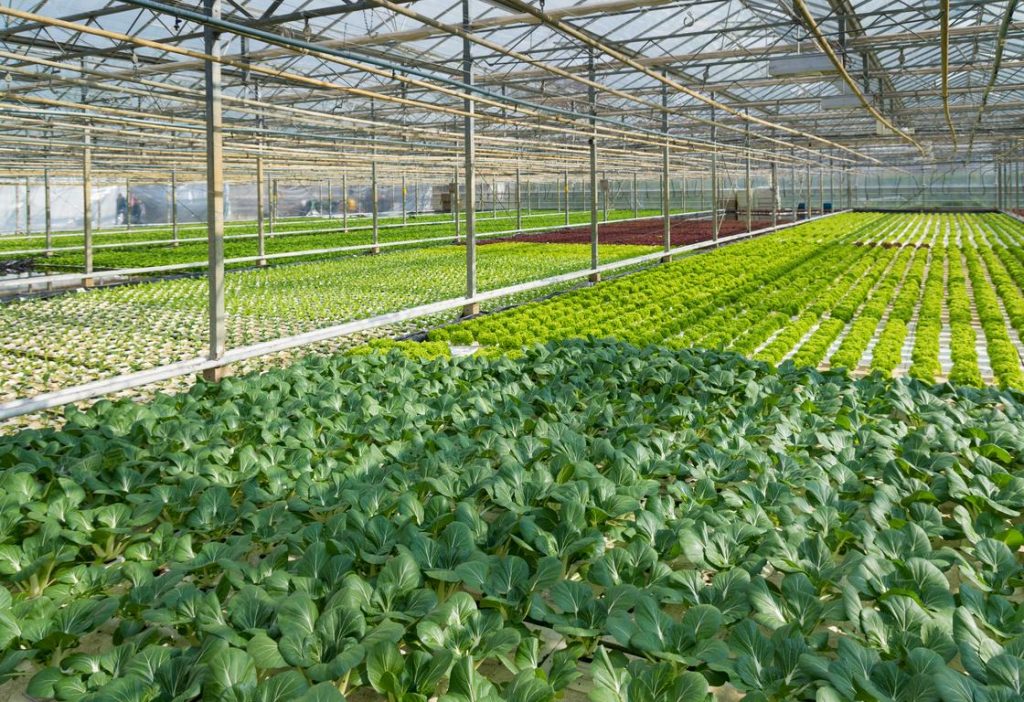 冬季蔬菜温室的湿度控制方法