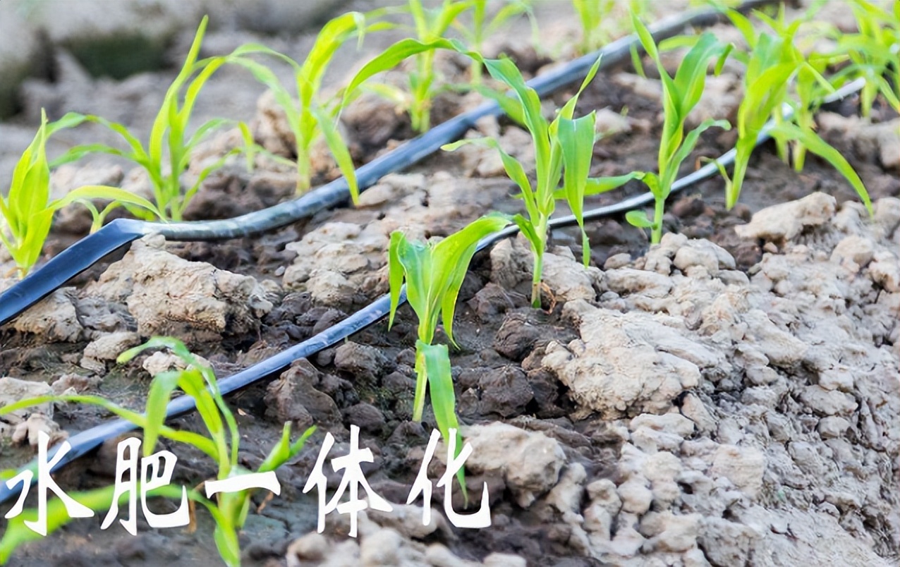 水肥一体化在农业生产中的重要作用