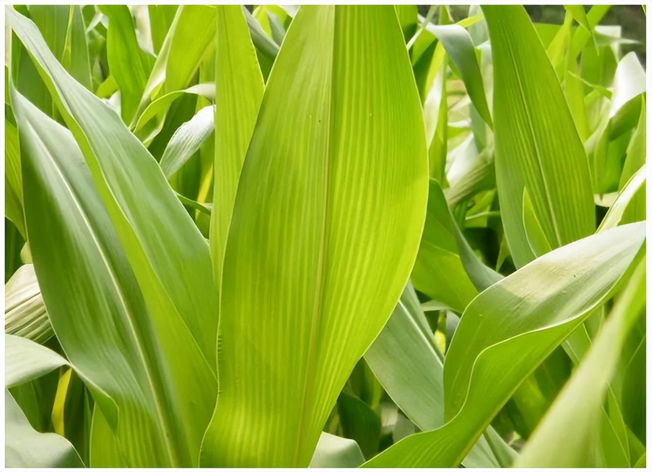 东北三省地区生长季旱涝对春玉米产量的影响