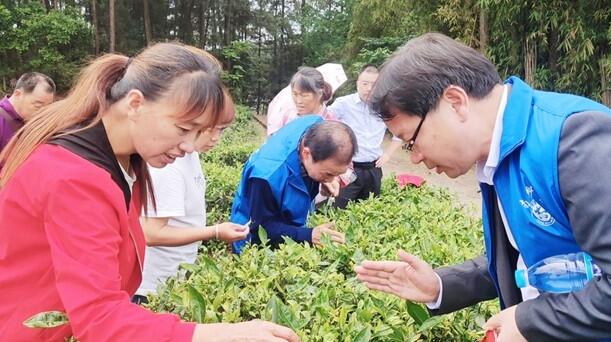 农业专家为当地茶叶种植户提供现场技术指导和咨询