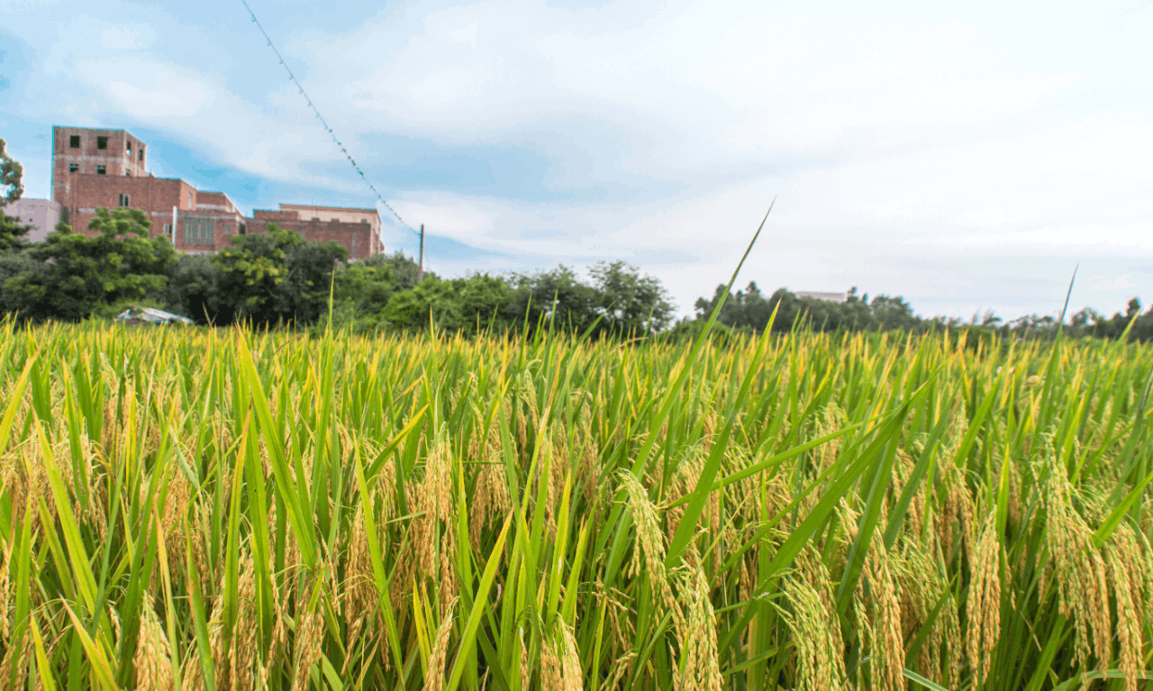 针对水稻生长情况和气候特点，提出南方水稻高温热害防控技术意见
