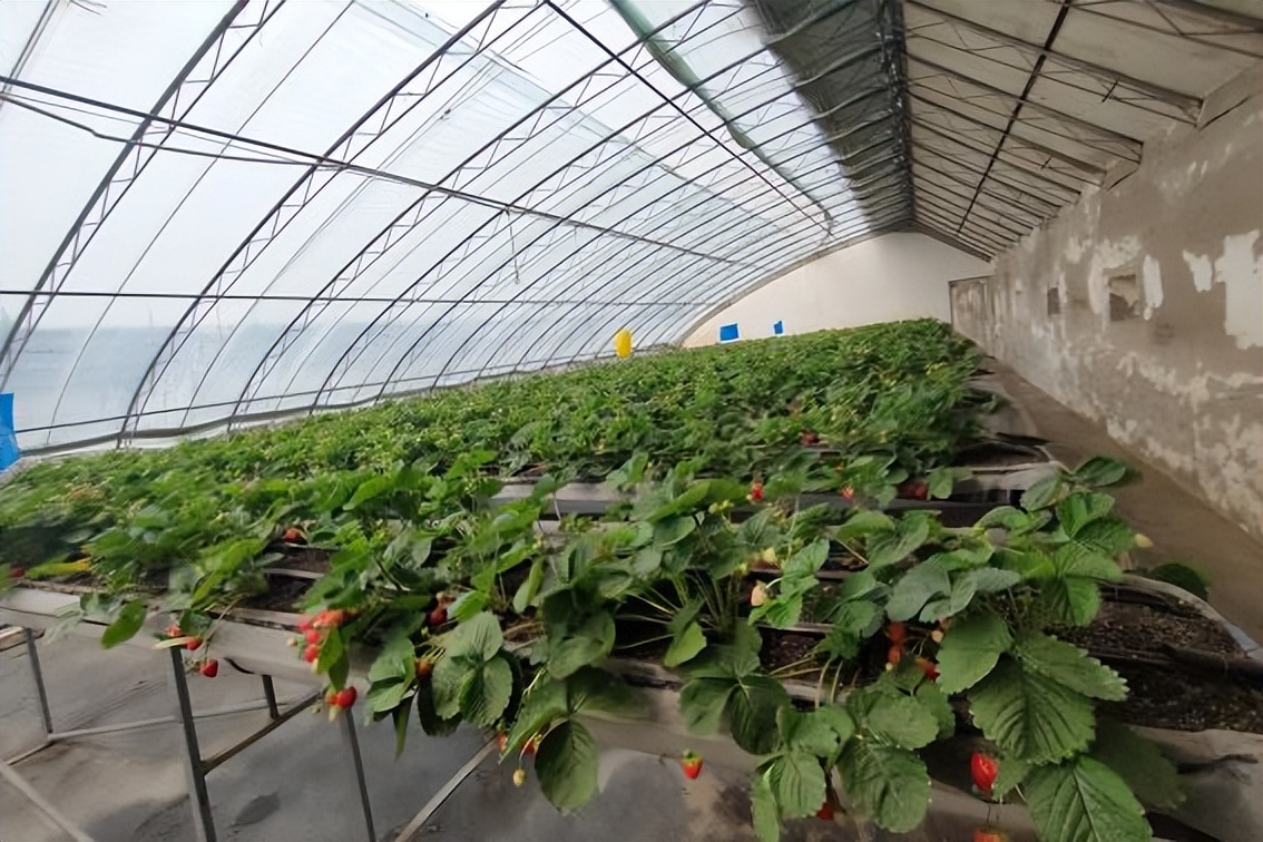 四季草莓品种更耐高温，更适应夏季种植