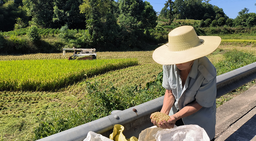 在巴南区，当地村民开展水稻抢收作业，确保粮食“颗粒归仓”。