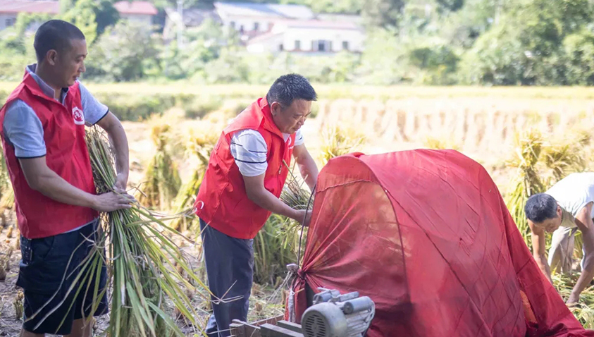 乡村振兴驻村干部顶着烈日，帮助当地村民收割水稻、打谷子