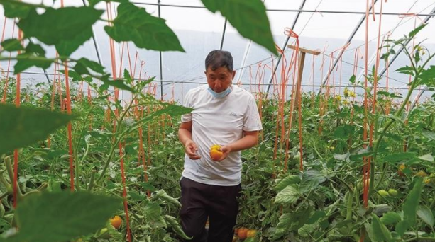 李永江正在大棚里摘西红柿