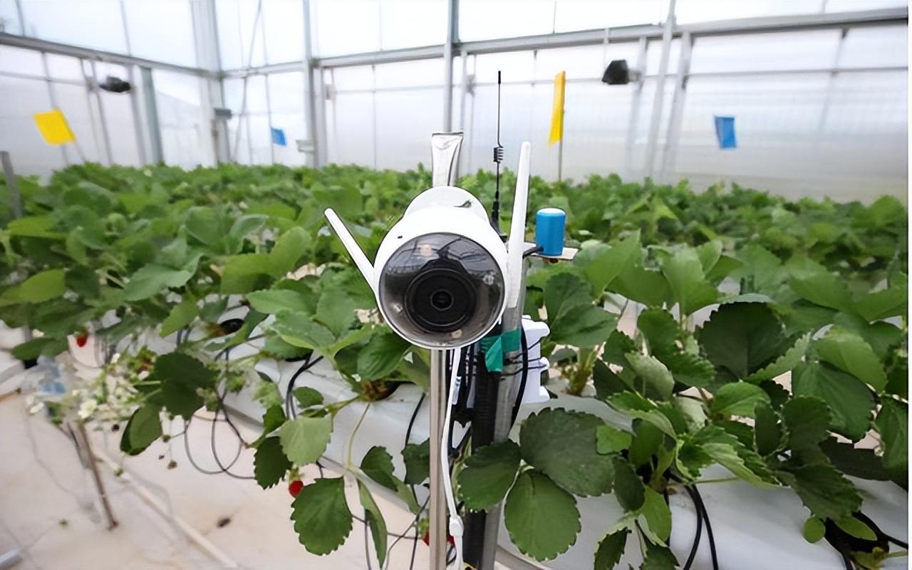 参赛队伍在AI温室内加装的摄像头，通过图像识别算法来智能侦测草莓的生长状态