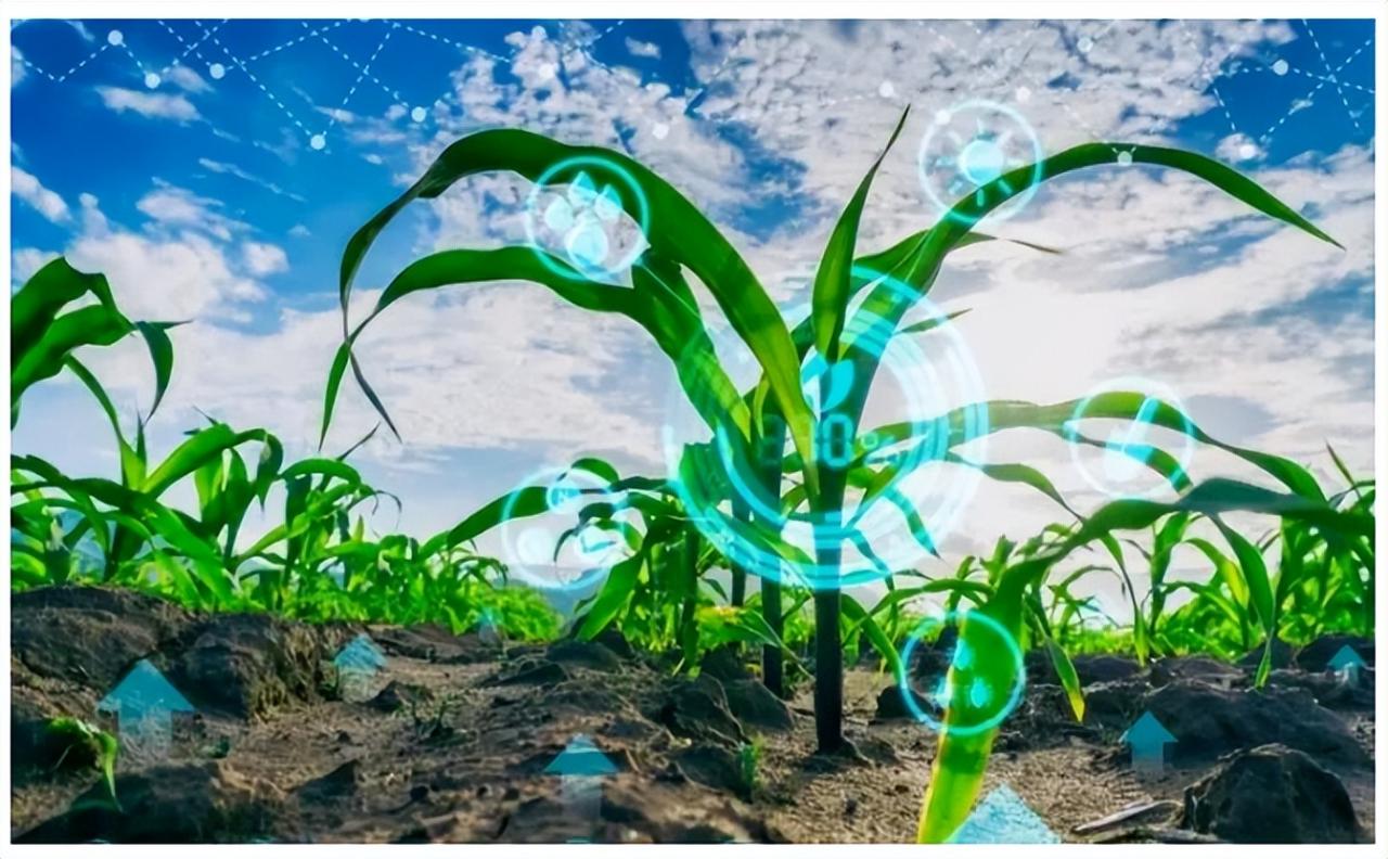 AI可以根据农作物单产率确定总产量，借此制定合理有效的农作物定价策略。