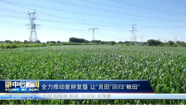 通州区漷县镇吴营村的一片农田里，绿油油的玉米长势喜人