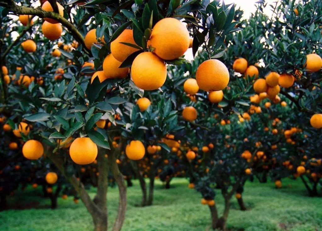 柑橘如何巧施冬肥促高产