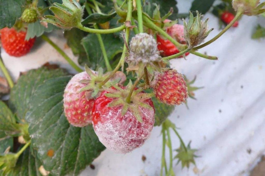 草莓白粉病症状