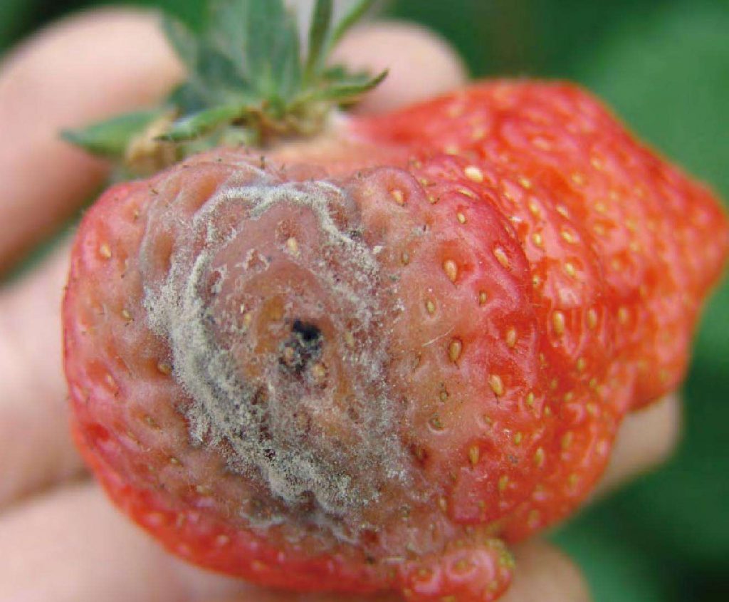 草莓灰霉病症状
