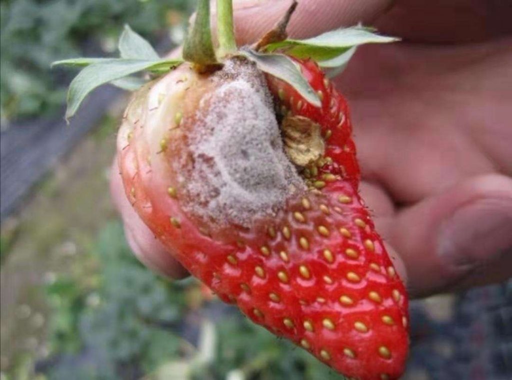 草莓烂果病症状