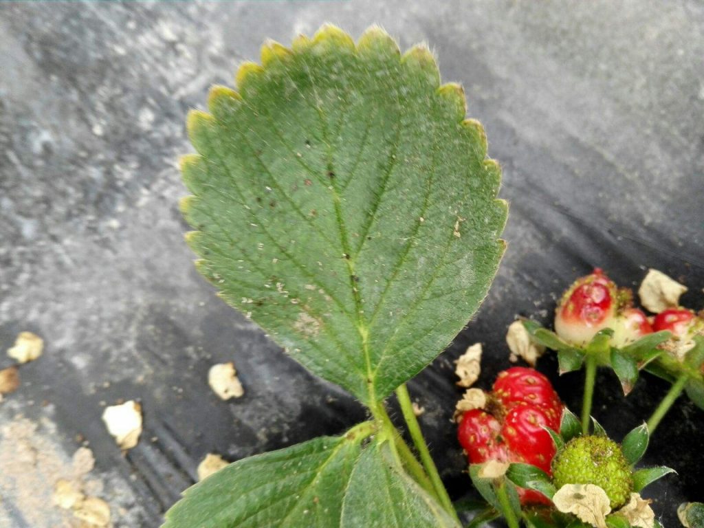 草莓蚜虫