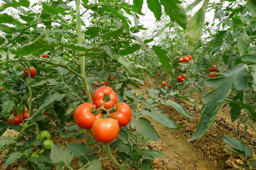 大棚番茄提升坐果率的技术要领