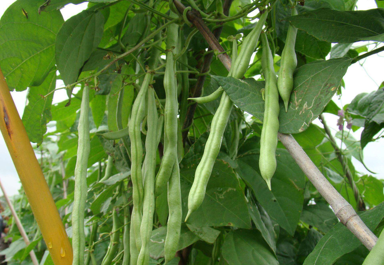 　四季豆的种植要点及病虫害防治