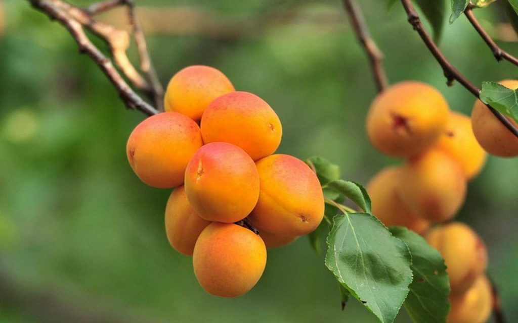 杏子种植