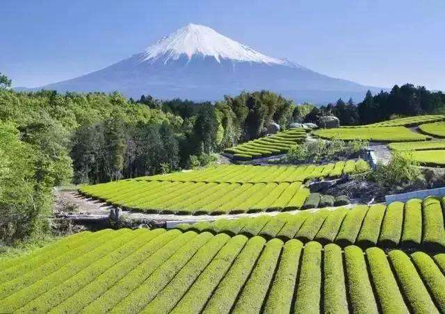 日本设施农业