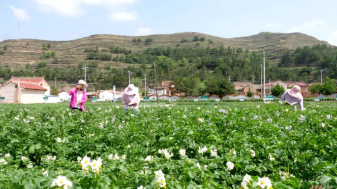 庄浪县更是将农机农艺深度融合，推动农业产业升级